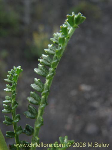 Bild von Adesmia emarginata (Paramela). Klicken Sie, um den Ausschnitt zu vergrössern.